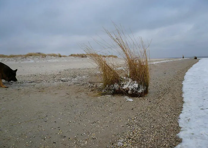 Korthals 42 * Schillig